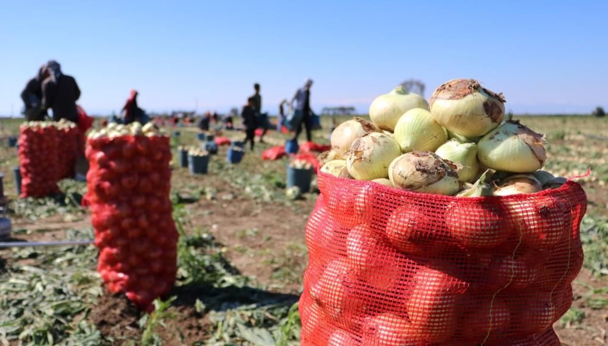 Soğan fiyatı geriliyor