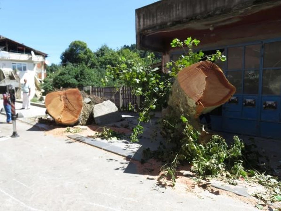 Beykoz'da çınar ağacı binanın üzerine devrildi - 1