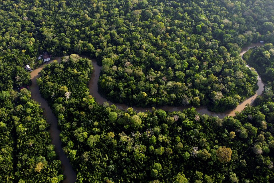 Hükümetler değişti, Brezilya ve Kolombiya'da ağaç kaybı azaldı - 1