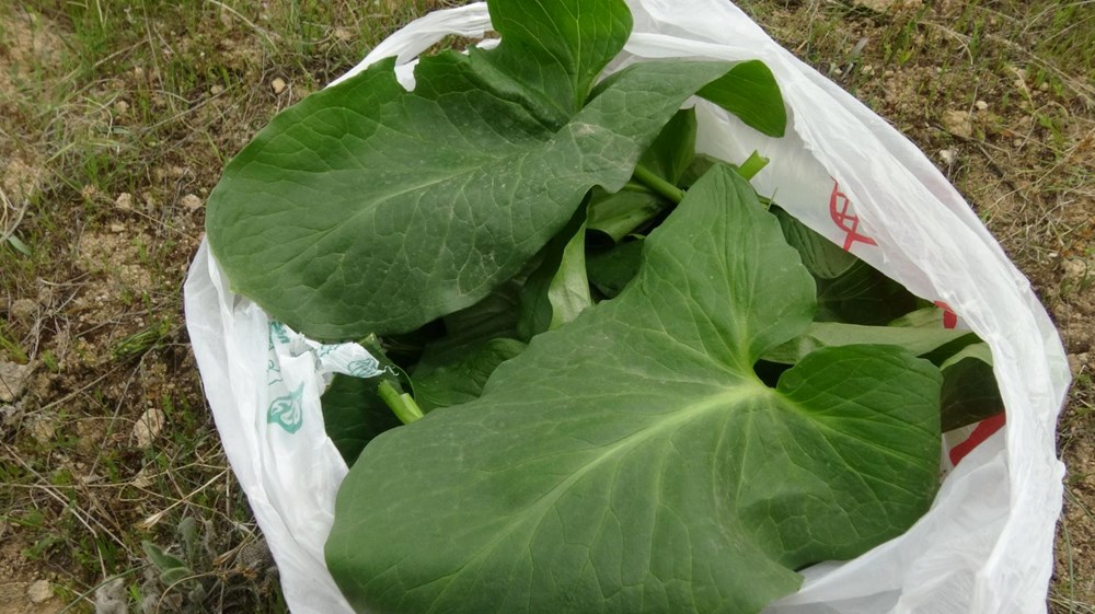 "Yılan otu" olarak da biliniyor, mevte meydan okuyup topluyorlar: Hastalıkların şifası bitki 72 WH4YbScIwkWd71TCMXTcHw