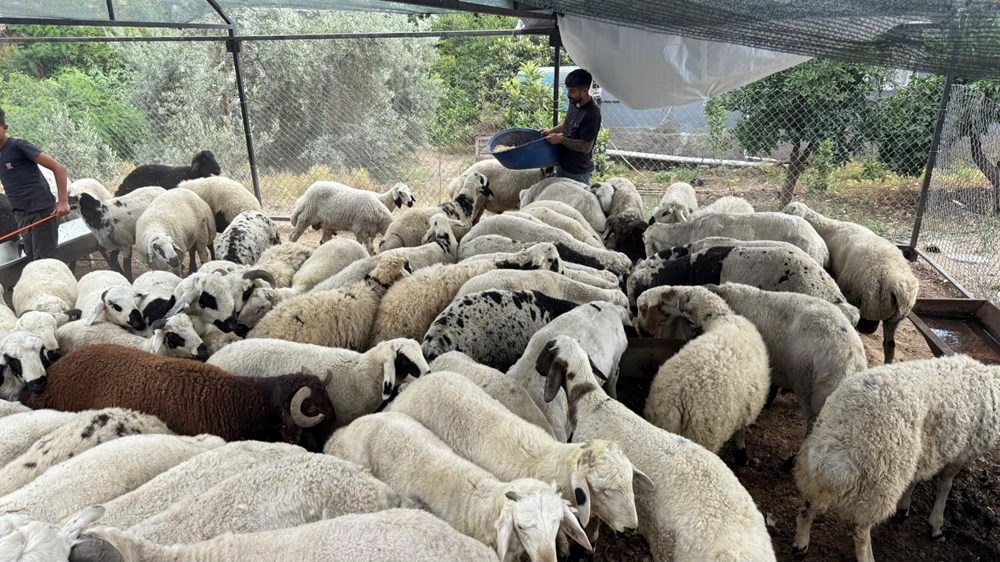 Kurbanlık alırken dikkat: Tuz ve sumak koyunları şişkin gösteriyor - 2