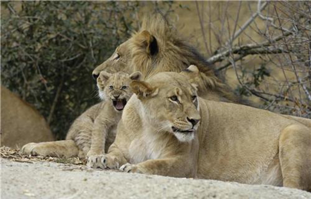 Лев и львицы прайд. Лев и его семья. Лев львица и 2 львенка фото. Львиное семейство прайд. Лев львица и львенок семья.