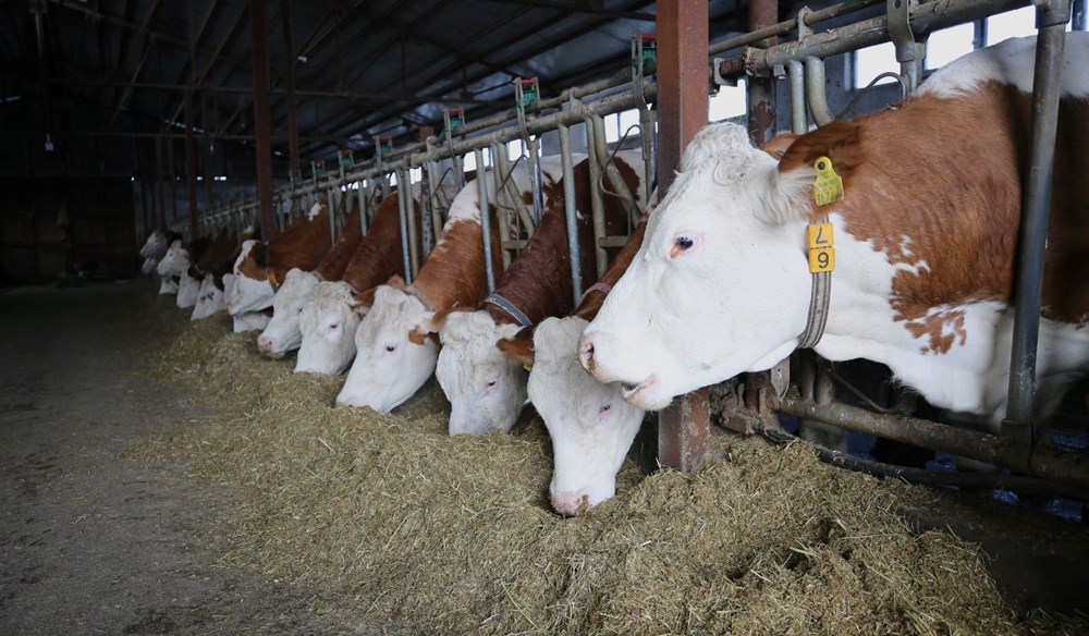 59 yaşında devlet desteğiyle tesis kurdu şimdi fabrikalara satıyor - 2