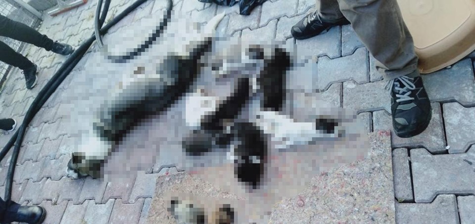 Antalya'da hayvanseverler eylem sonrası gittikleri barınakta 20 köpek ölüsüyle karşılaştı - 2
