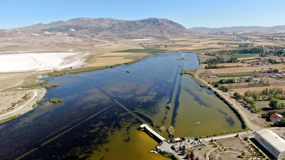 Suyun rengi sarıya döndü, onlarca balık öldü - 3