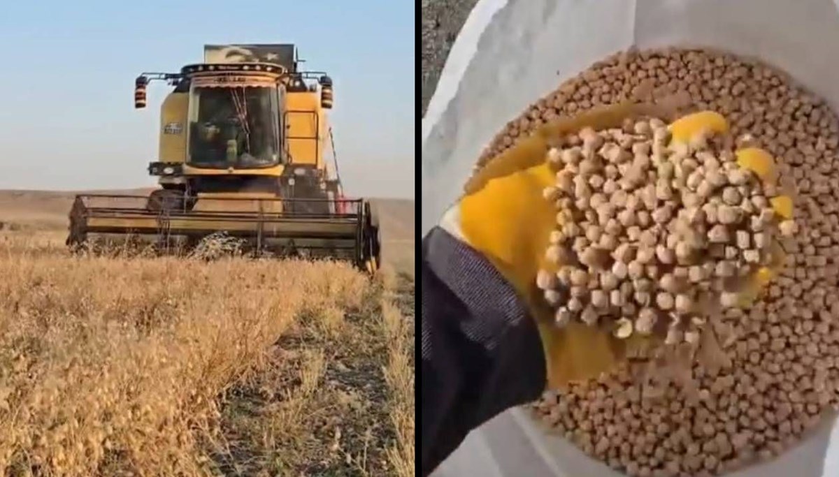 Kars’ta nohut hasadı başladı