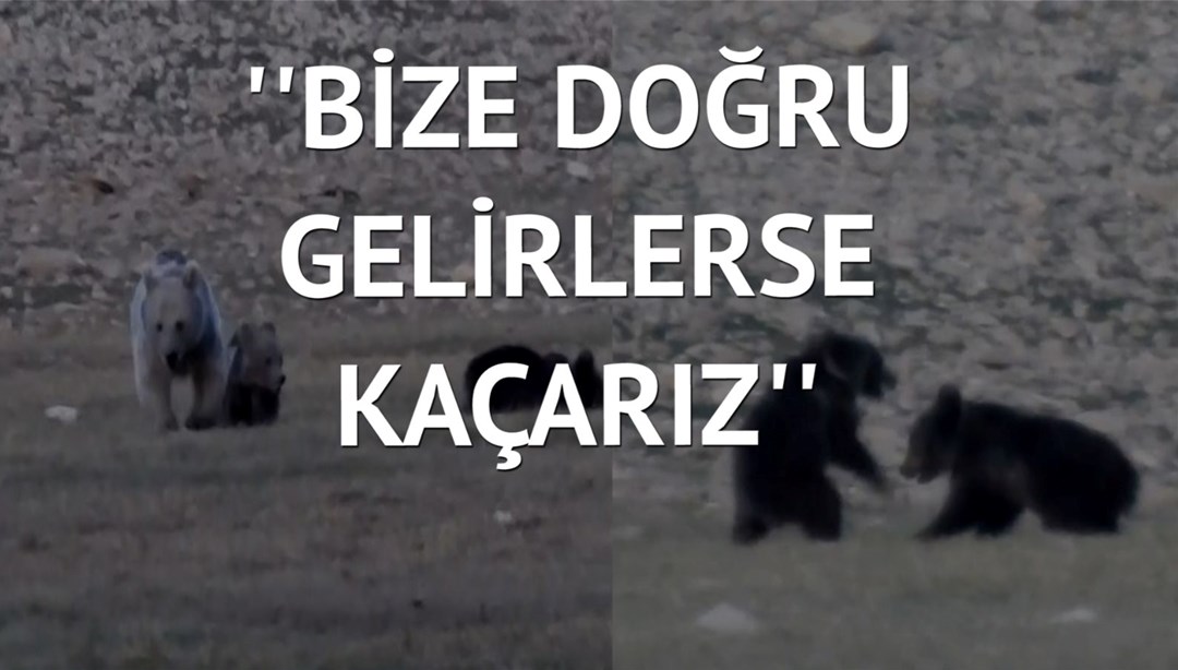Anne ayı ile 2 yavrusunun oyunu kamerada