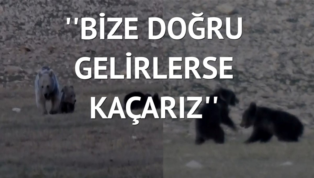 Anne ayı ile 2 yavrusunun oyunu kamerada