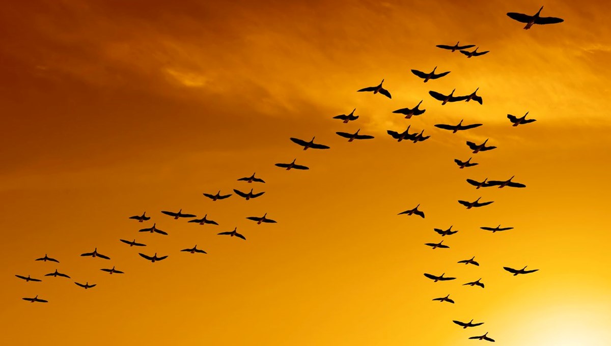 İklim değişikliği göçmen kuşların küçülmesine yol açıyor