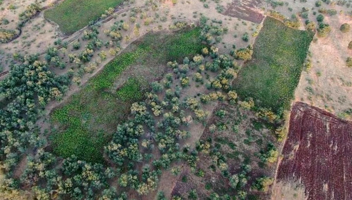 Diyarbakır'da narko terör operasyonu: 6 milyon 376 bin kök kenevir ele geçirildi
