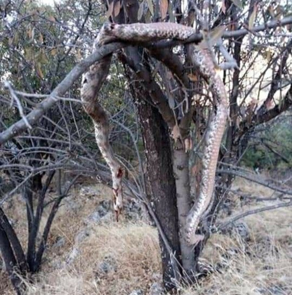Elazığ'da dev yılanı öldürüp ağaca astılar - 1