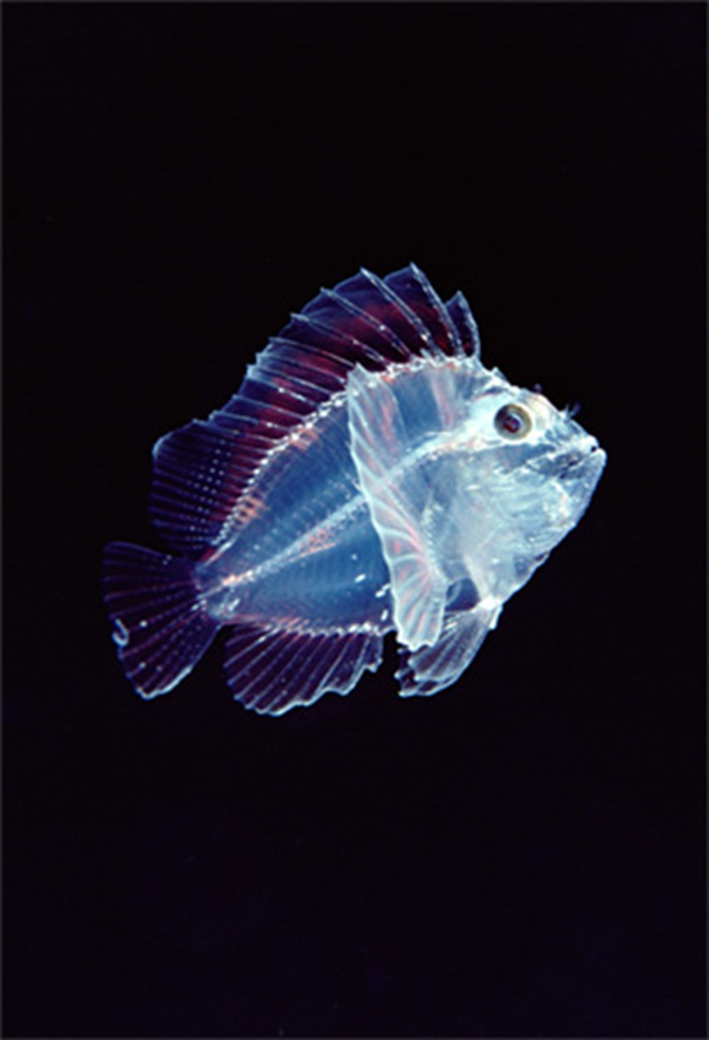 Прозрачная рыба картинки. Стеклянный окунь аквариумная рыбка. Рыба хирург малек. Прозрачная рыба. Прозрачная рыбка.