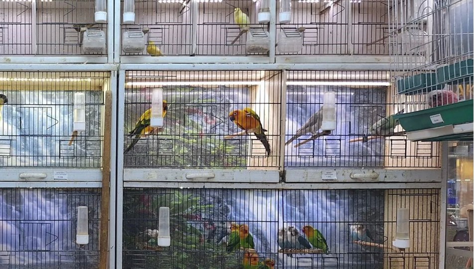 Antalya'da yasadışı papağan ticaretine rekor ceza