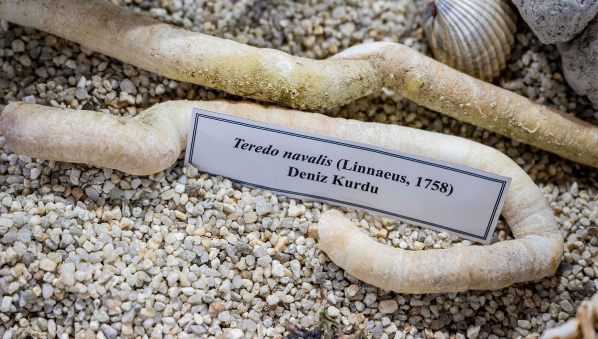 Müsilaj savar: Pina midyeleri Müsilaj savar: Pina midyeleri