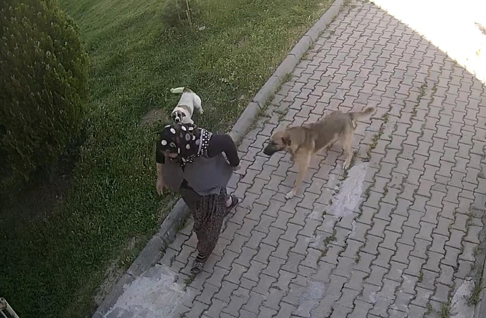 Köpeklerden kaçarken düşen yaşlı kadın yaralandı: O anlar kamerada - 1