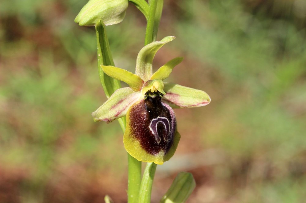 Antalya'nın Gizli Hazinesi: Bir Çiçeği Koparmanın Bedeli Bir Milyon TL! 76 WR8ipsGC6Eq IGFDzXu7VA