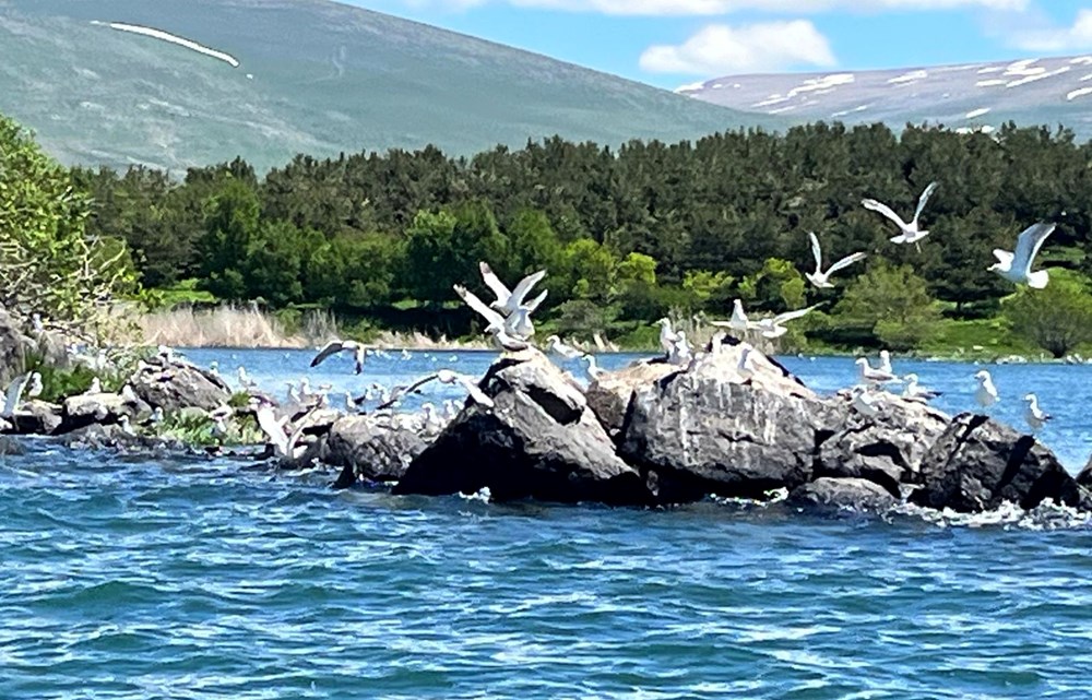 Çıldır Gölü, kuş cennetine döndü - 4