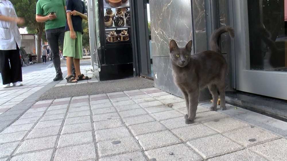 Bağcılar'da kedi, Sibirya kurduna saldırdı - 10