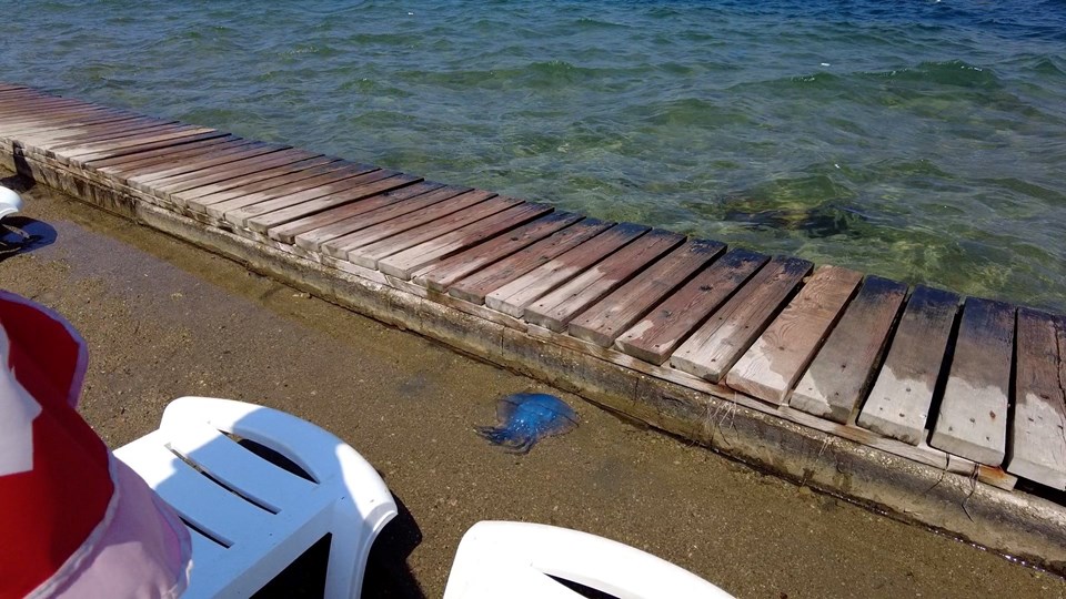 Foça'da plajları denizanası vurdu - 1