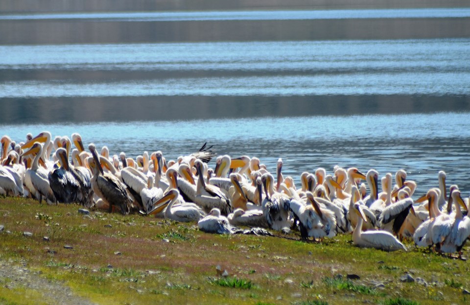 Frig Vadisi pelikanlara ev sahipliği yapıyor - 1