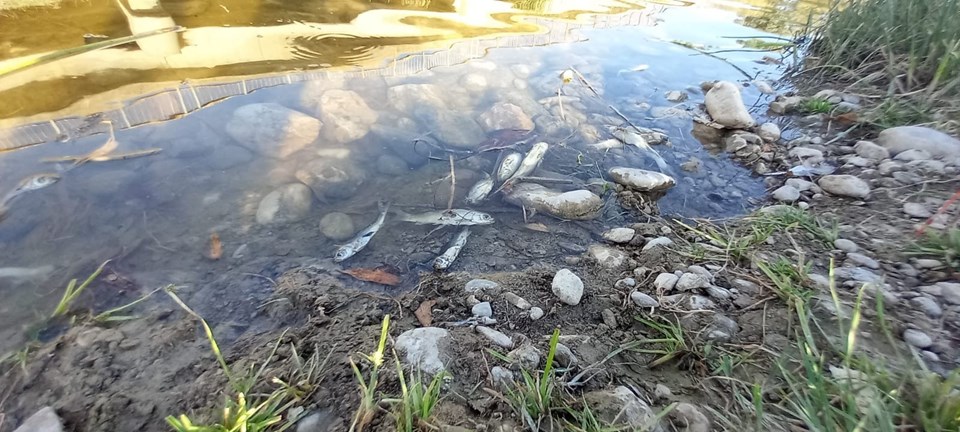 Çaydaki balık ölümleri tedirgin etti - 2