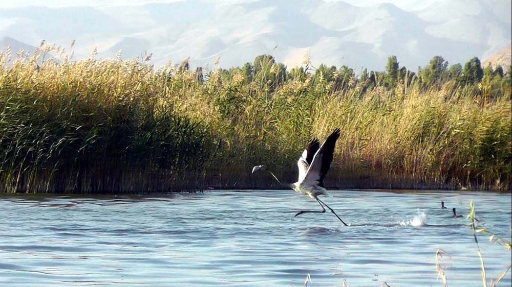 Van Gölü'nde flamingo şöleni - 11