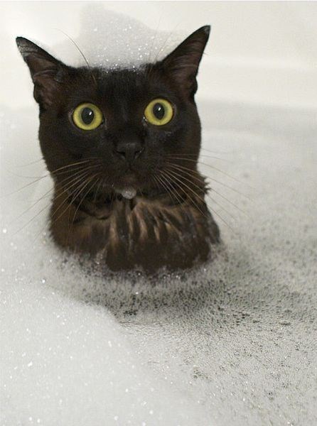 Мокрая Кошка Фото