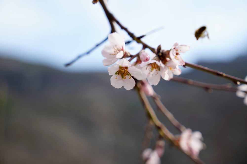 Badem Ağaçlarının Zamansız Dansı: Yalancı Baharın Çiçek Açan Tuzağı 76