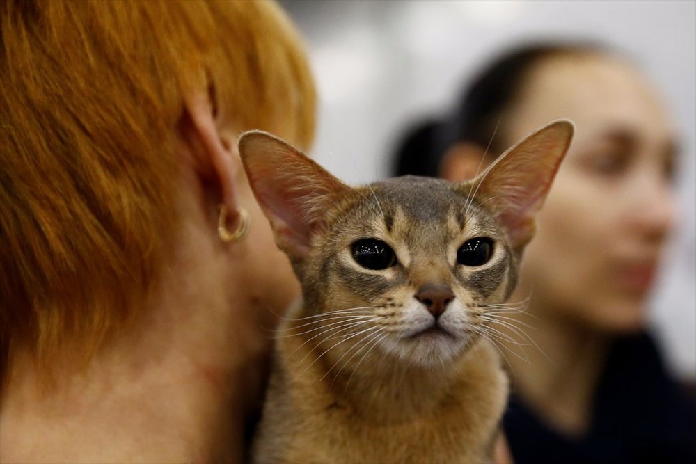 uluslararası kedi günü