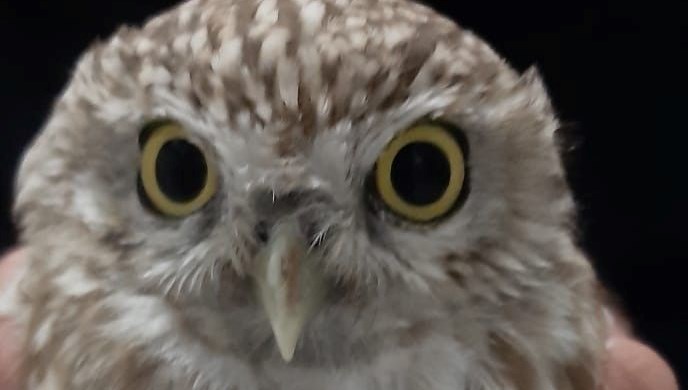 Konya'da yaralı baykuş koruma altına alındı