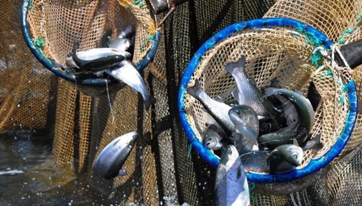 Denizi olmayan Manisa'dan dünyaya balık ihracı