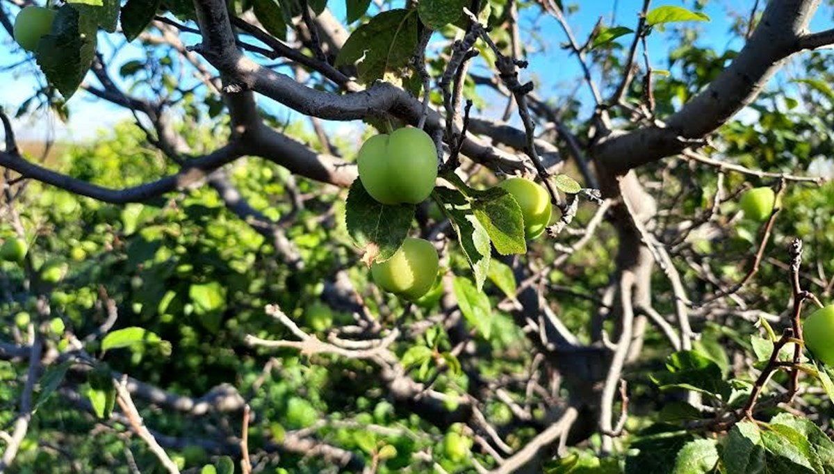 Silifke'de erik ağaçları meyve verdi
