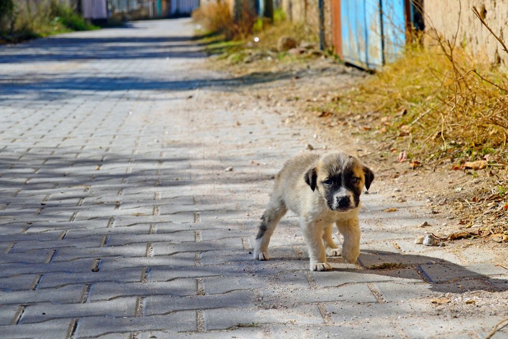 sahiplendirilecek köpekler