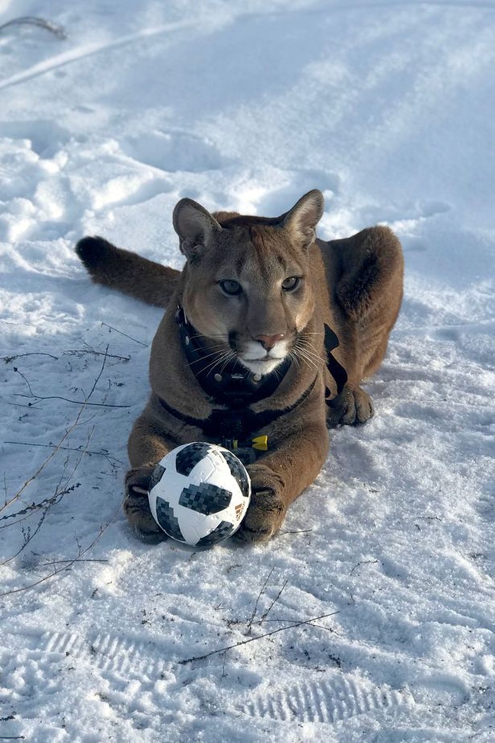 Я пума. Пума Месси. Пума Месси в Пензе. Пума Месси i am Puma. Домашняя Пума Месси.