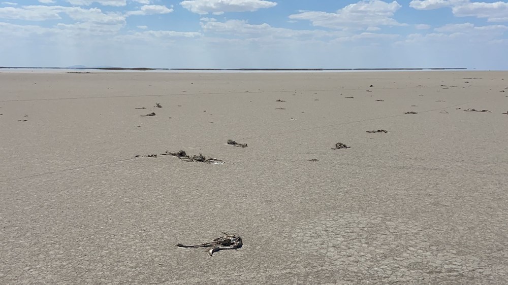 Tuz Gölü'nde toplu flamingo ölümleri - 2