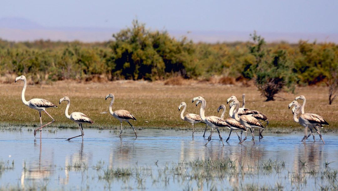 Konya'da flamingo yavruları göç yolculuğuna hazırlanıyor