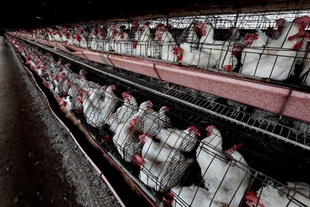 Kuş gribinde korkutan vaka: İlk kez hayvanla teması olmayan bir insanda görüldü - 6