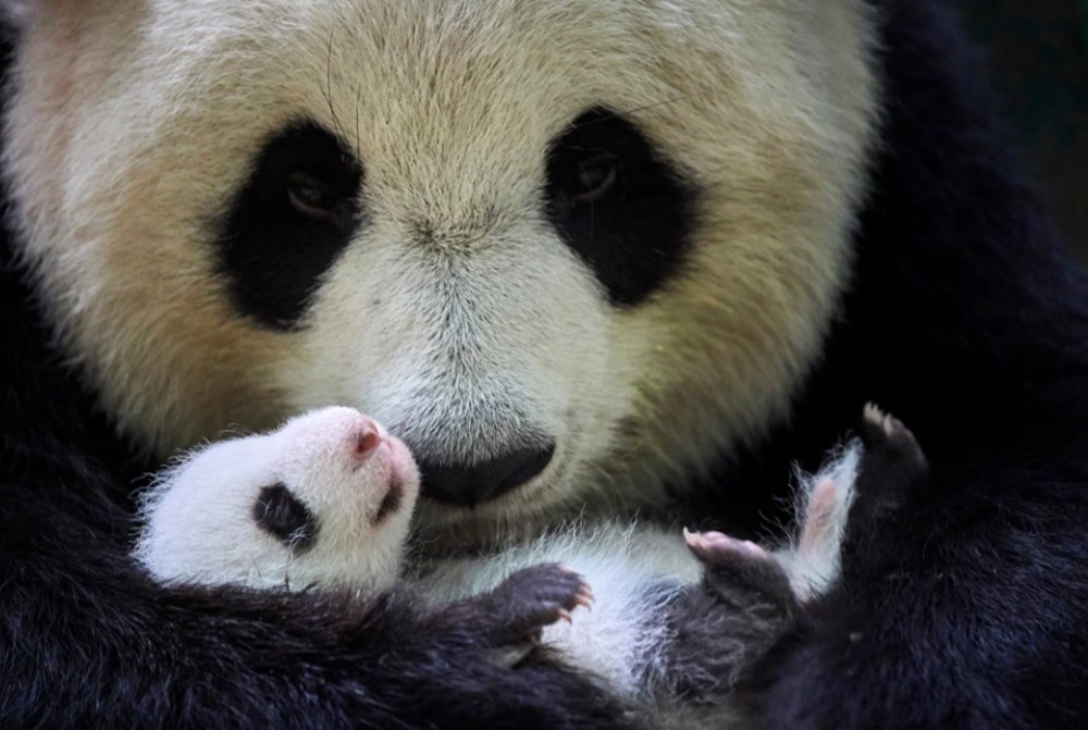 Çin'de doğan ikiz pandalar dünyanın ilgi odağı oldu - 2