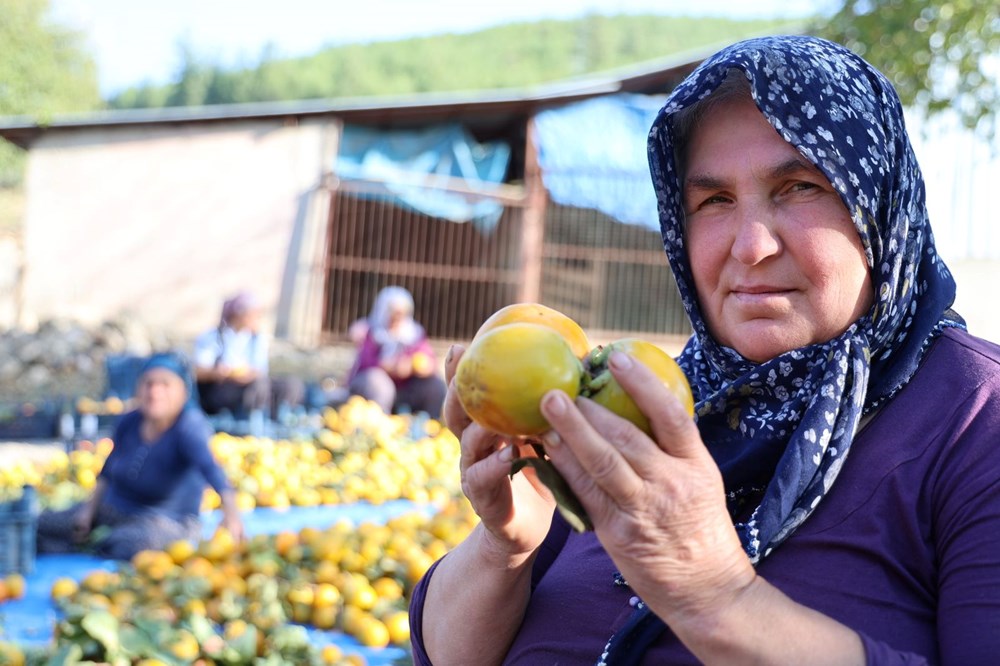 Devlet desteğiyle başladı şimdi talep yağıyor: Kilosu 200 liradan satılıyor - Son Dakika Türkiye Haberleri | NTV Haber