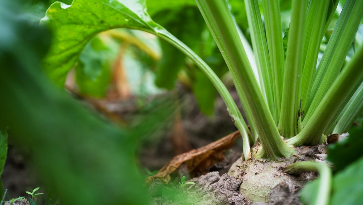 Kolesterolü düşürüp kansızlığı önlüyor! Mucize bitkinin hasadı Maraş'ta başladı: Hem böbrek dostu hem sakinleştirici etkisi var