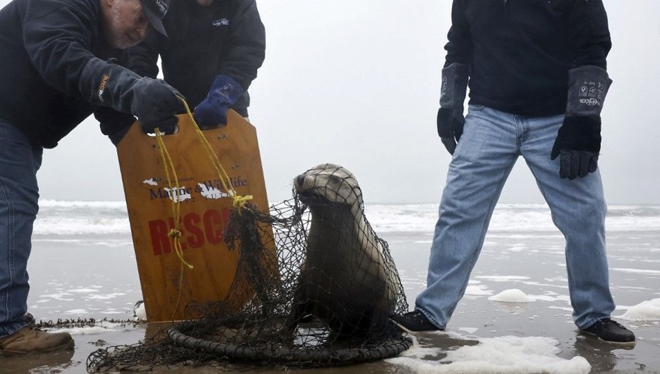 Hasta deniz aslanları dehşet saçtı: "Cinlenmiş gibi görünüyordu"