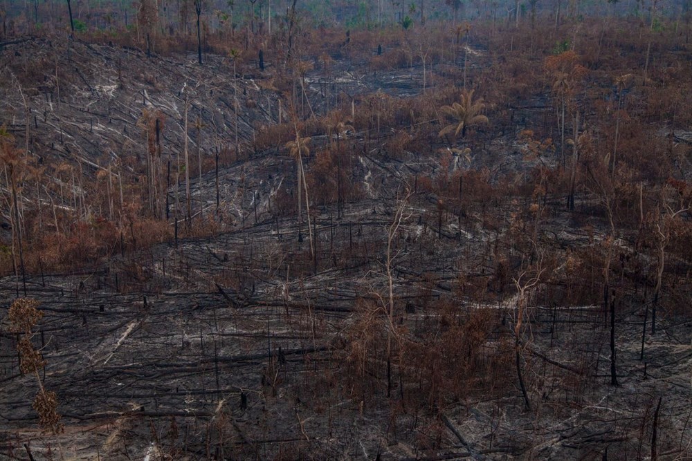 Küresel ısınma ve orman yangınları arasında nasıl bir ilişki var? - 24