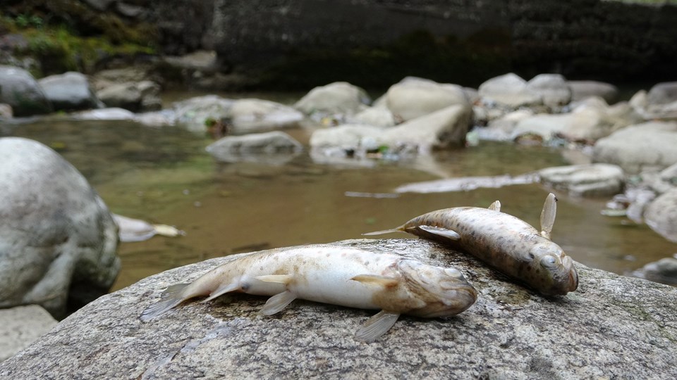 Çaykara'da toplu balık ölümleri endişelendiriyor - 1