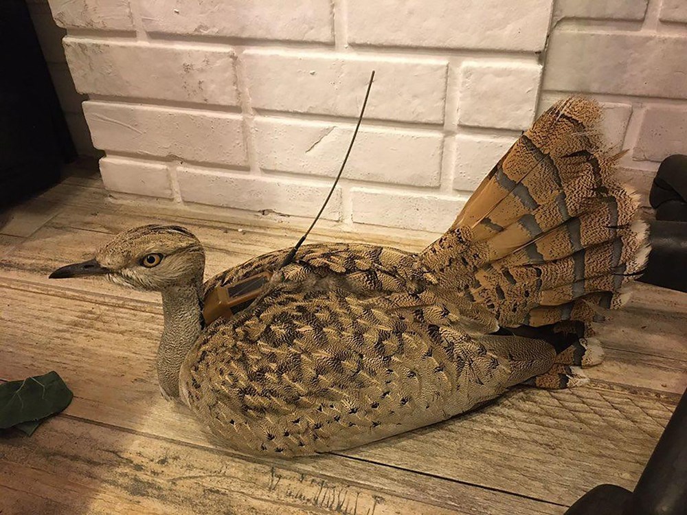 7 yıl sonra Trabzon'da görülen yakalı toy kuşunu avcılar vurdu - 9