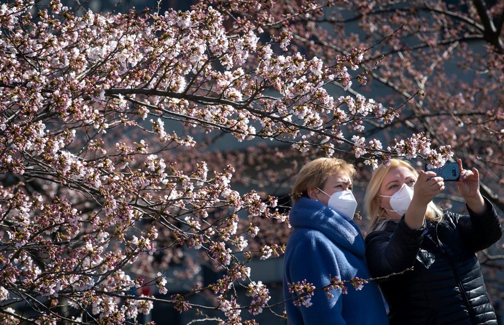 Sakura çiçekleri son bin 200 yıldır bu kadar erken açmadı: İklim değişikliği nedeniyle ekosistemler çökme noktasında - 1