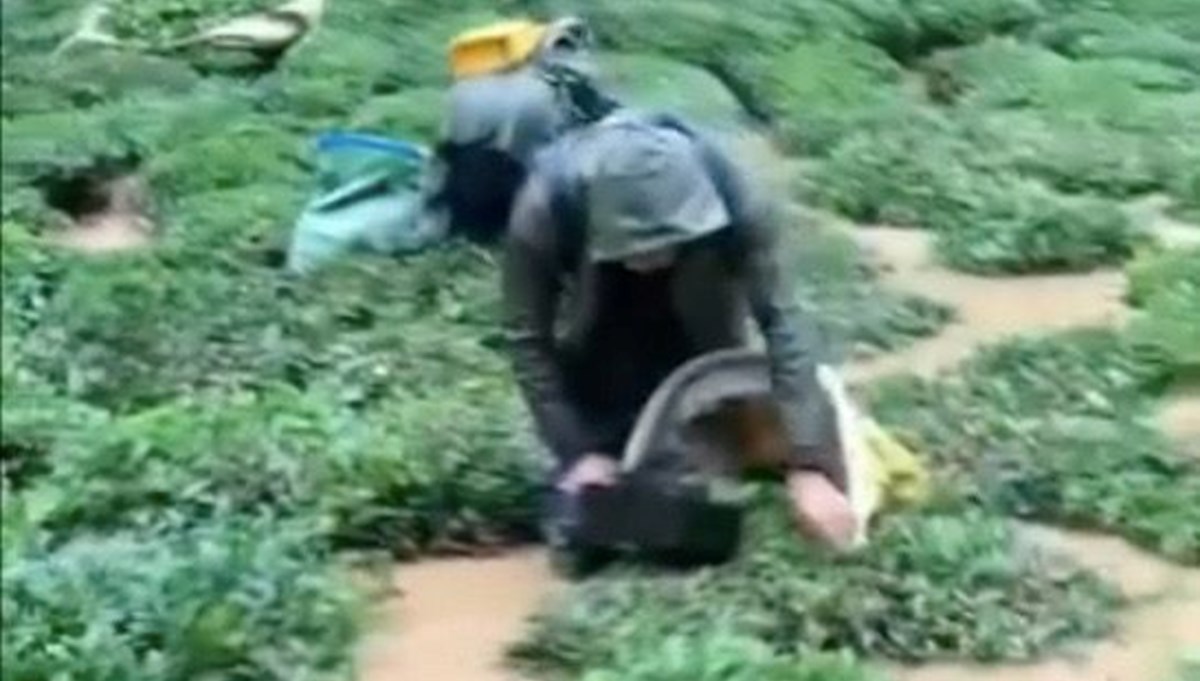 Rize'yi sel vurdu: Vatandaşlar yaş çaylarını kurtarmaya çalıştı Rize'yi sel vurdu: Vatandaşlar yaş çaylarını kurtarmaya çalıştı