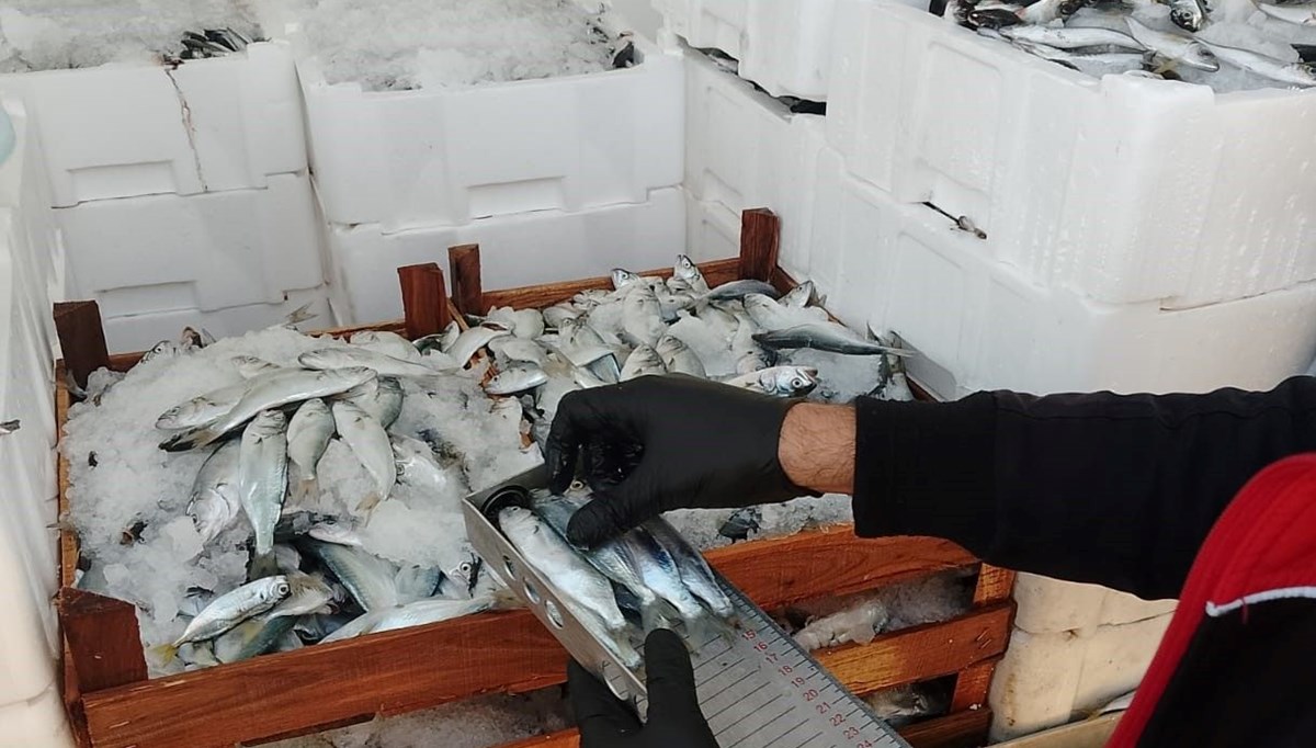 Balıkçı teknelerinde denetim: Lüfer ve istavritlere el konuldu