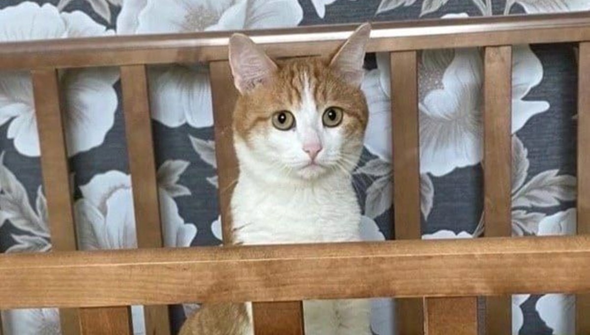 Kedilerde sıklıkla görülüyor: FIP hastalığı nedir, belirtileri neler? Kedilerde sıklıkla görülüyor: FIP hastalığı nedir, belirtileri neler?