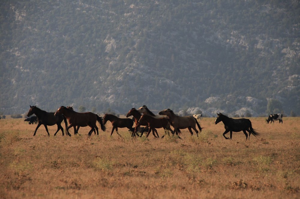 Soyları Osmanlı süvari birliğine dayanıyor! Torosların vahşi güzelliği 'Yılkı atları' - 5