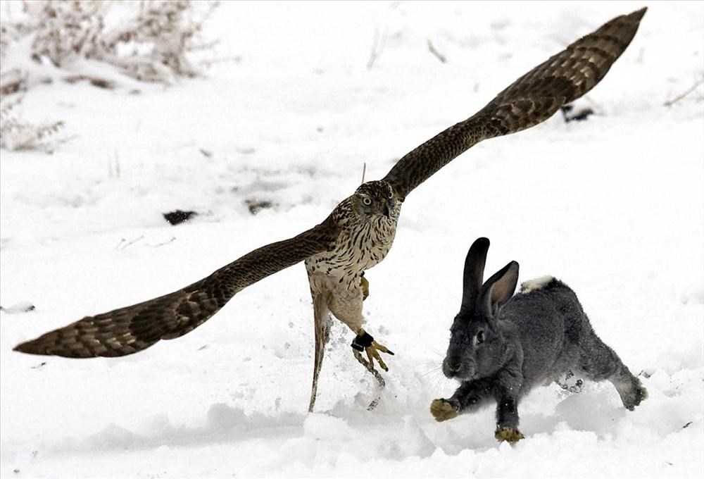 Охота на уток. Девушка охотник с добычей. Дикая кошка охотится. Рысь зимой. Охота с ловчими птицами.